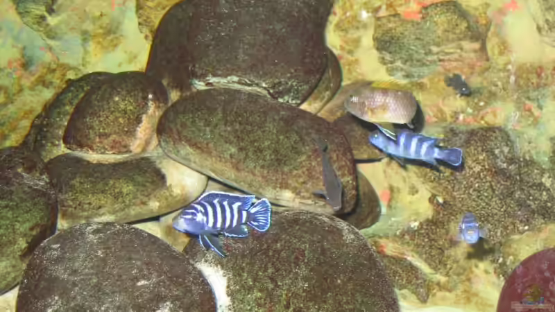 Demasoni Männchen von Pille (24)