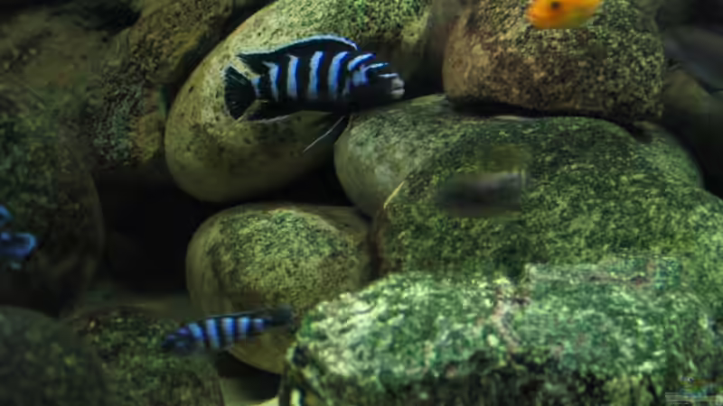 Demasoni Männchen von Pille (25)