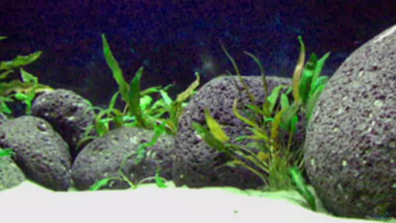 Demasoni Tank von Dr. Dr. Kliem (1)