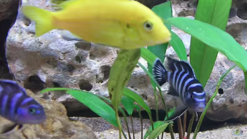 Demasoni und Yellow von Theodor Schmidt (20)