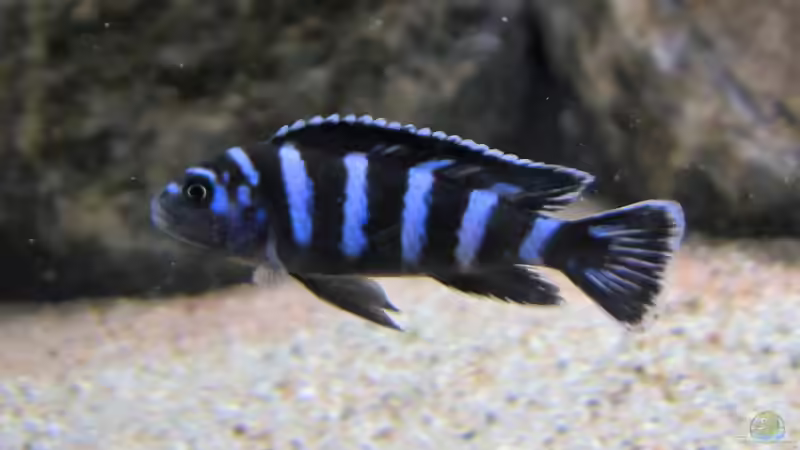 Demasoni von Malawifürst (7)