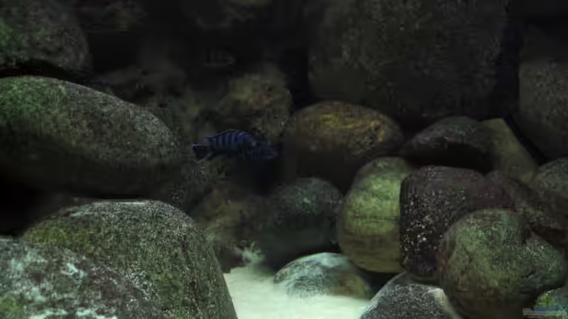 Demasoni von Pille (20)