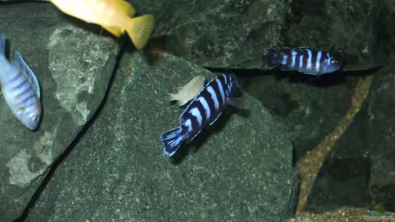 Demasonis, ein toller Fisch von Crenii (53)