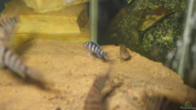 Den blaue kleine in der Mitte hab ich mim netz ausem Aq gefischt das ist aber kein Zebrabuntbarschbaby oder ? von Markus Hoffman (17)