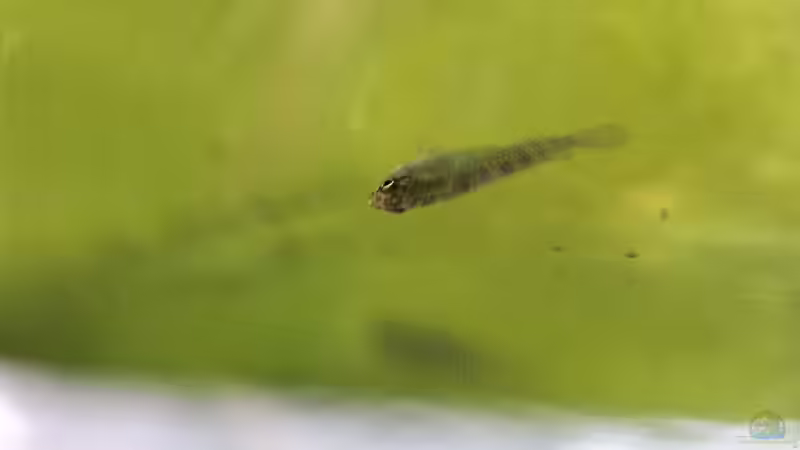 Den Blick von oben in das offene Becken ... von Laufilauf (31)