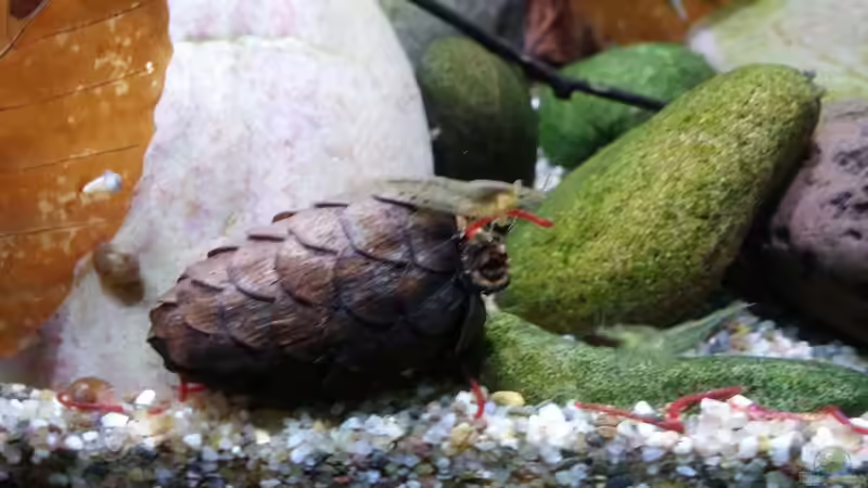 Den Garnelen schmeckt es  von Miss Kasimir (30)