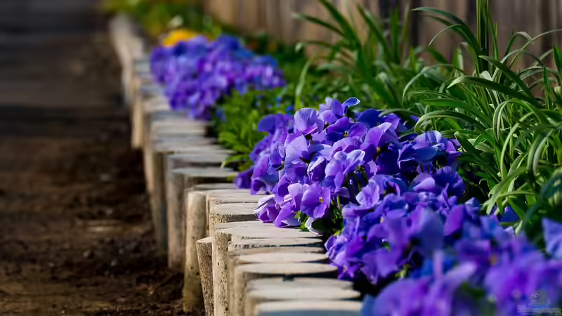 Den Garten aufwerten: Randbepflanzung von Wegen