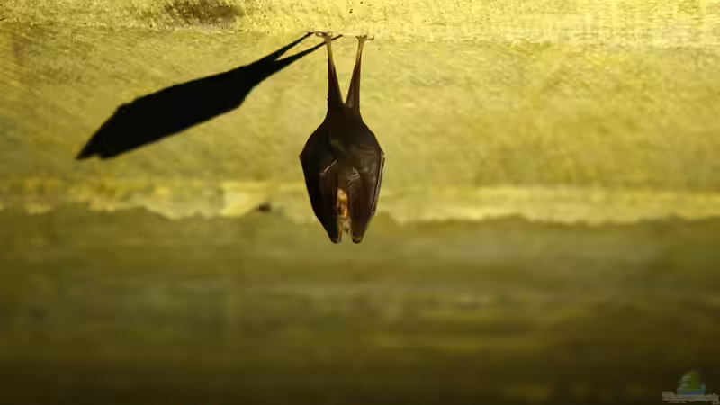 Den Garten fledermausgerecht gestalten - Ein umfassender Leitfaden für Naturfreunde und Aquarianer mit Herz für nachtaktive Jäger