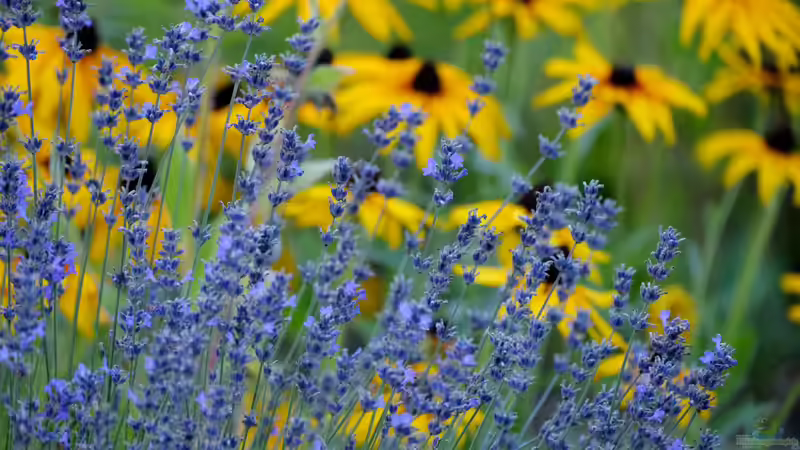 Den Garten hitzeresilient gestalten: So können Gartenbesitzer handeln