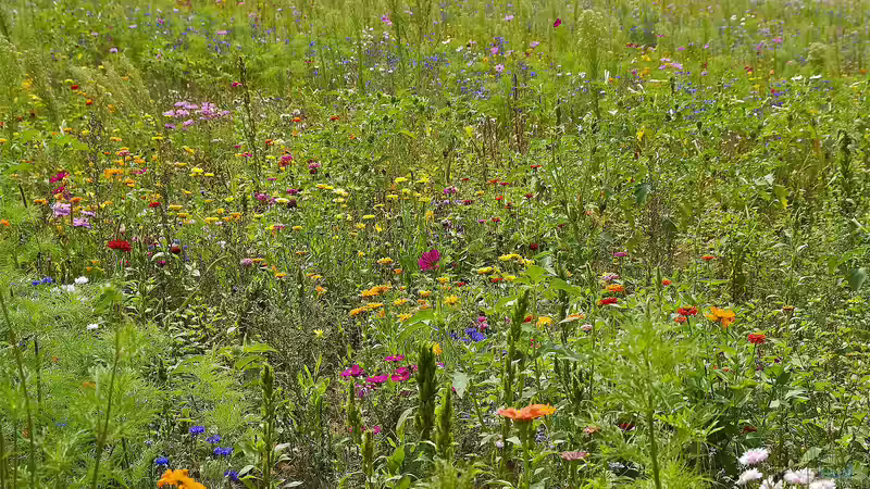Den Garten ökologisch aufwerten: Aus Rasen wird eine Blumenwiese
