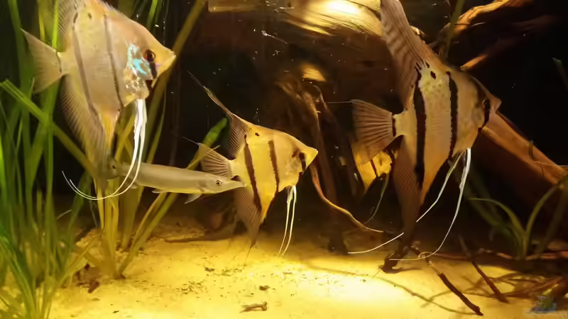 den hajuta hajuta ,hechtsalmler,ist im Fischhimmel von Sebastian Müller (46)