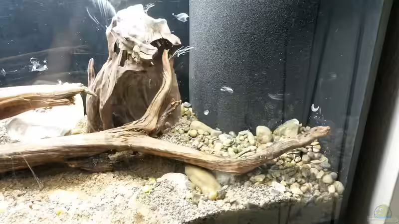 Den HMF habe ich unten mit Kunnstoff eingerahmt und mit dicken Steinen gesichert. von Beulenkopftyp (24)