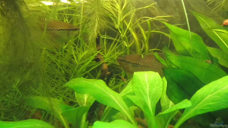 den Mofafis taugt´s tierisch von Mofafi-Liebhaber (9)