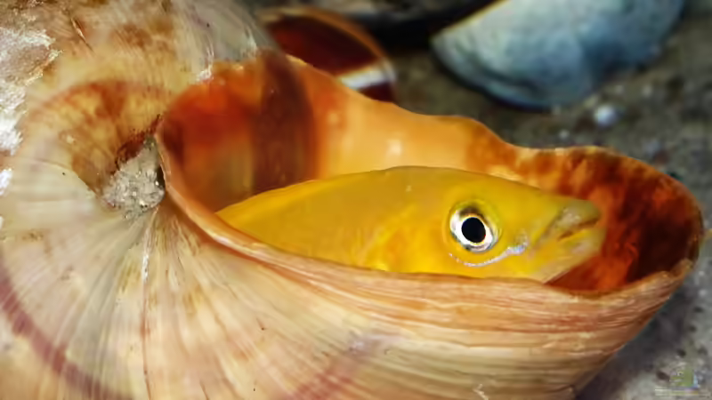 Den Nachwuchs bewachen: N. longior Weibchen von Cichliden-Kabuff (47)