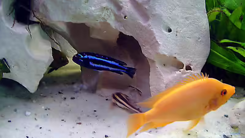 den Namen von dem Großen such ich noch von Steffen Abicht (6)