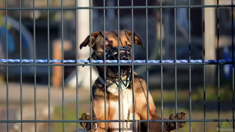 Den perfekten Gartenzaun finden: Materialien, Design und Tipps für den Bau