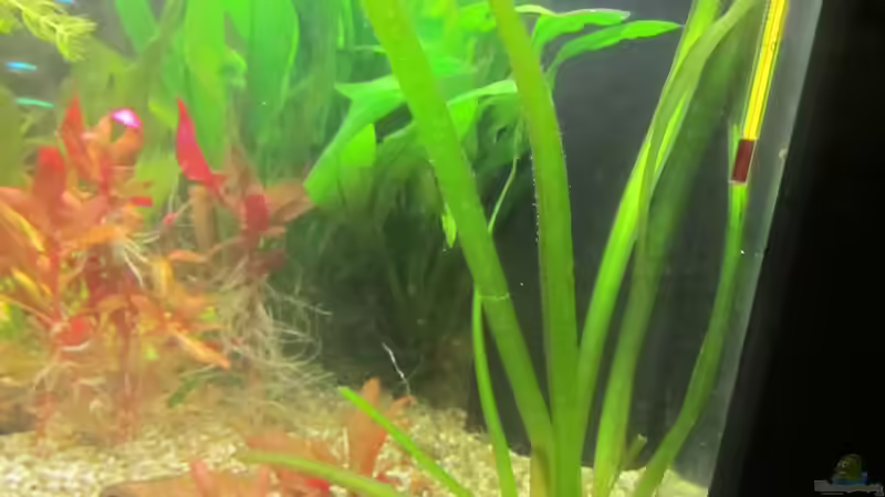 Den Pflanzen gefällt die reiche Nährstoffzufuhr von Mofafi-Liebhaber (57)