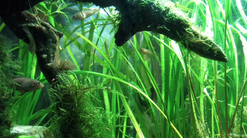 Den Pflanzenwuchs in großen Aquarien optimieren