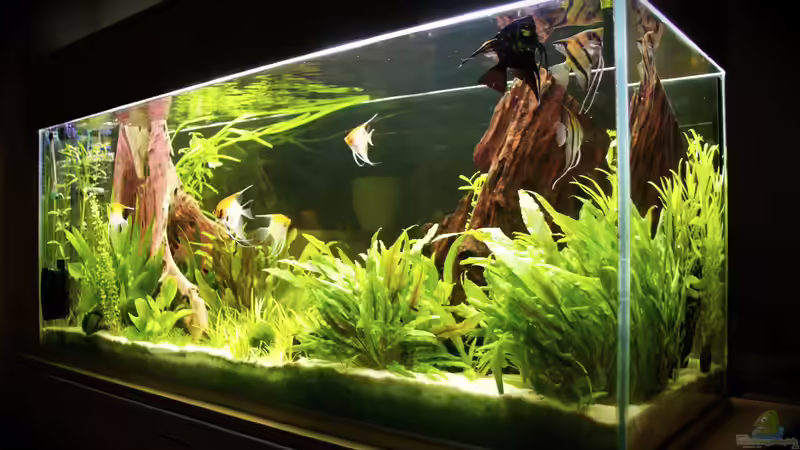 Den richtigen Stellplatz für das Aquarium finden - so gelingt es das Aquarium-Becken optimal in Szene zu setzen!