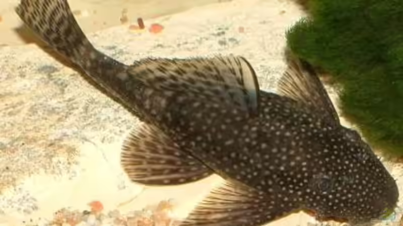 Den Wels kennt ihr ja (Kein Orginalfoto sind aber reichlich vorhanden) von SeLo (32)