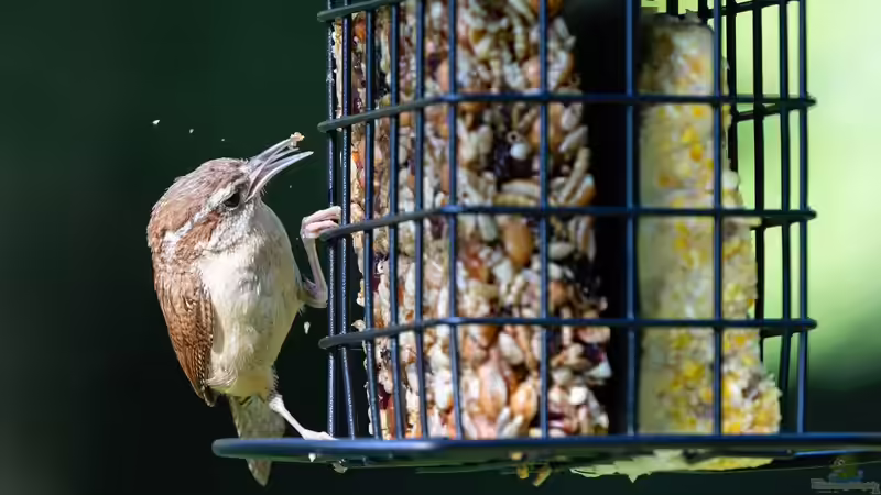 Den Zaunkönig im Winter füttern - So hilfst du dem kleinen Energiebündel sicher durch die kalte Jahreszeit