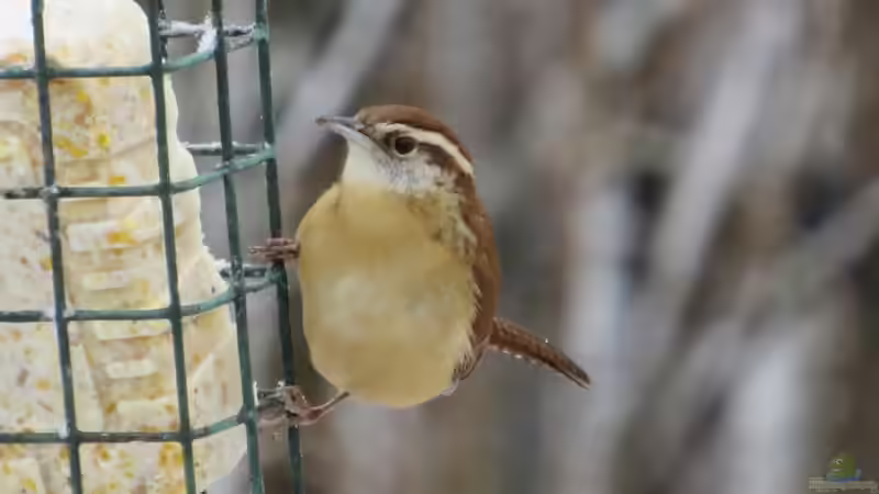 Den Zaunkönig im Winter füttern - So hilfst du dem kleinen Energiebündel sicher durch die kalte Jahreszeit