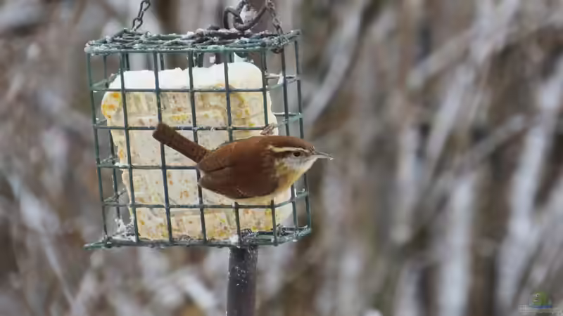 Den Zaunkönig im Winter füttern - So hilfst du dem kleinen Energiebündel sicher durch die kalte Jahreszeit