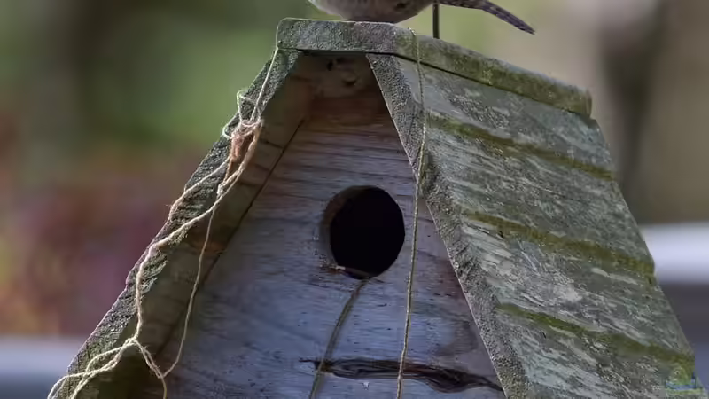 Den Zaunkönig im Winter füttern - So hilfst du dem kleinen Energiebündel sicher durch die kalte Jahreszeit