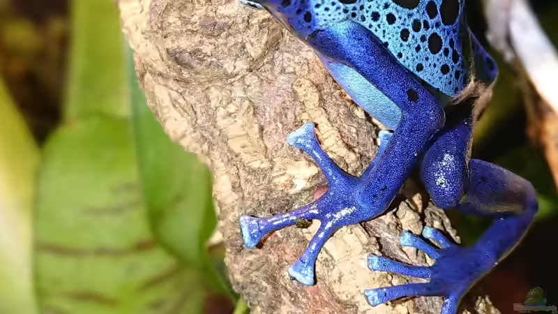 Dendrobates tinctorius azureus  von Aquarienverein Bustedt (2)