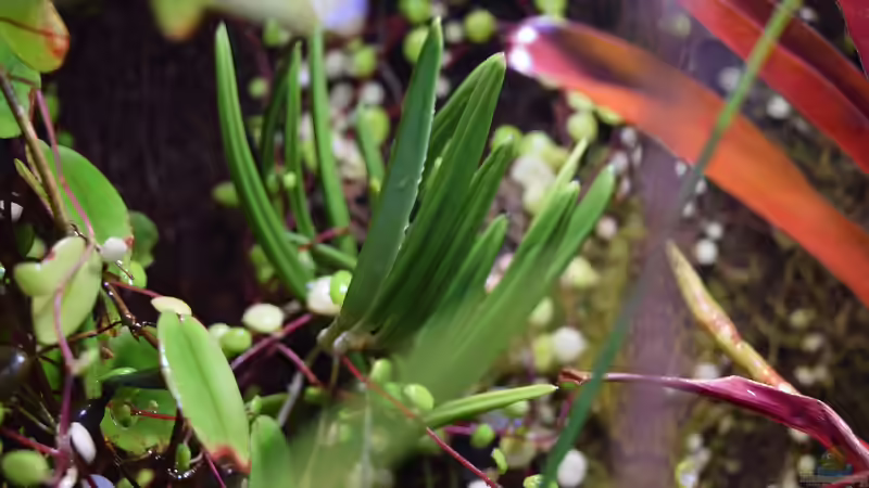 Dendrobium wassellii von Junglist (23)