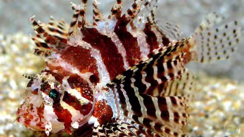 Dendrochirus brachypterus - Kurzflossen-Zwergfeuerfisch von .uschi (43)