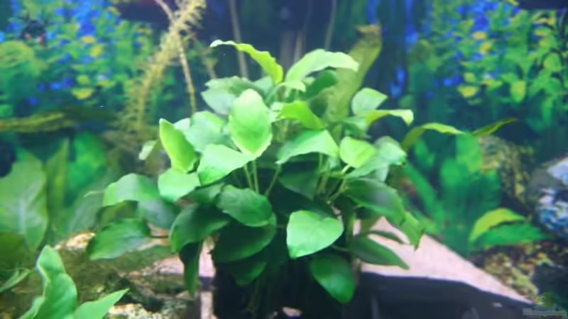 Denerle Mbuna klein mit Anubias barteri nana von Alexander Engel (8)