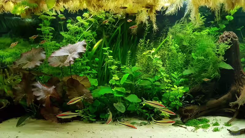 Denisonbarben von Mark1234 (9)