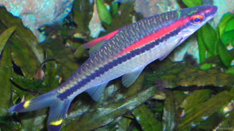 Denisonibarbe von Bungi (9)