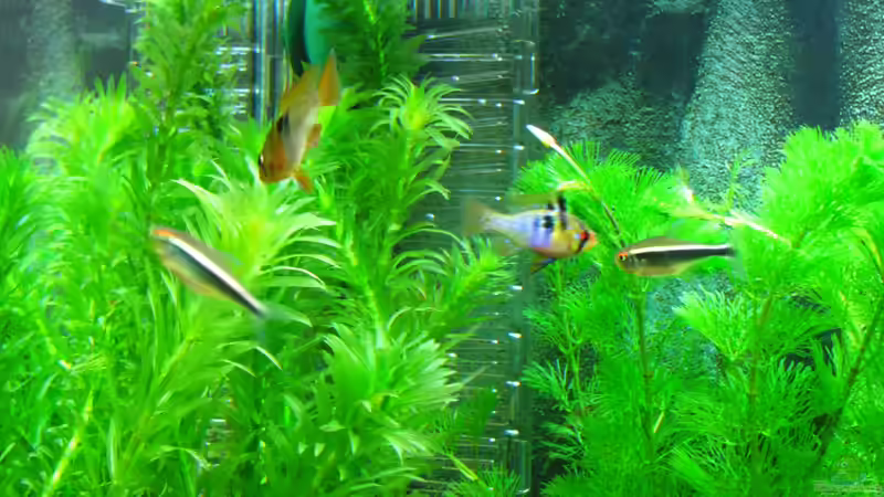 Dennerle Co2 Anlage von matze81 (21)