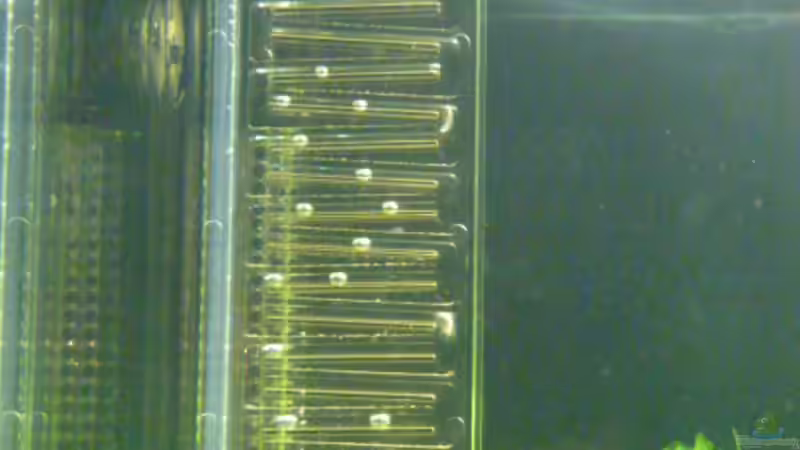 Dennerle Co2 Flipper von Normen Mosick (15)