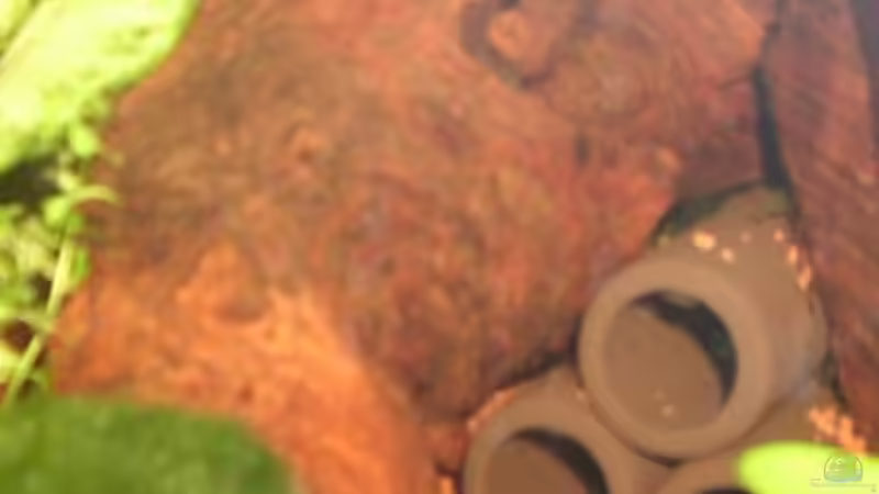 Dennerle Crust Tubes von Patrick Adler (9)