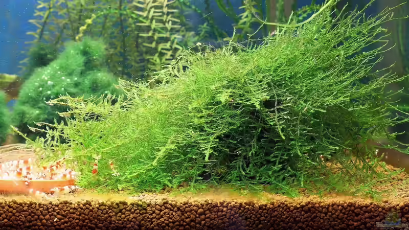 Dennerle Crusta Tubes - bewachsen mit Javamoos (Vesicularia dubyana) - darunter sind die Tubes allerdings nicht mehr zu sehen von Micha (12)