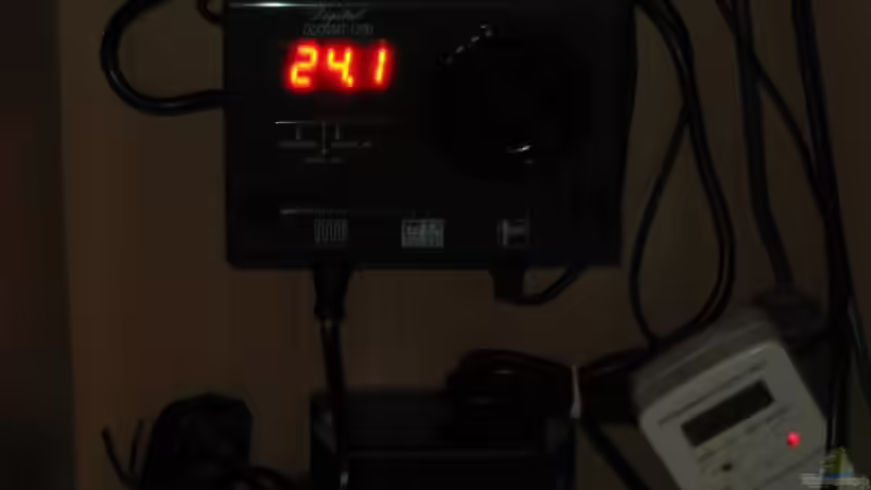 Dennerle Dumoat von Ralf Heby (4)