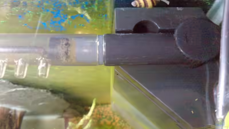 Dennerle Eckfilter + Anentome helena von manala (13)