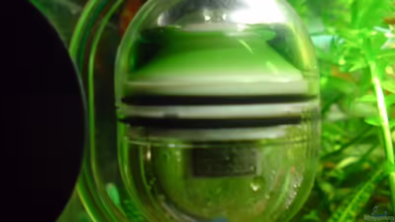 Dennerle Ei  von ThomasS. (13)