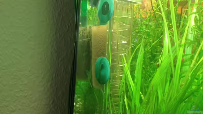 Dennerle Flipper von Pflanzenbecken (20)