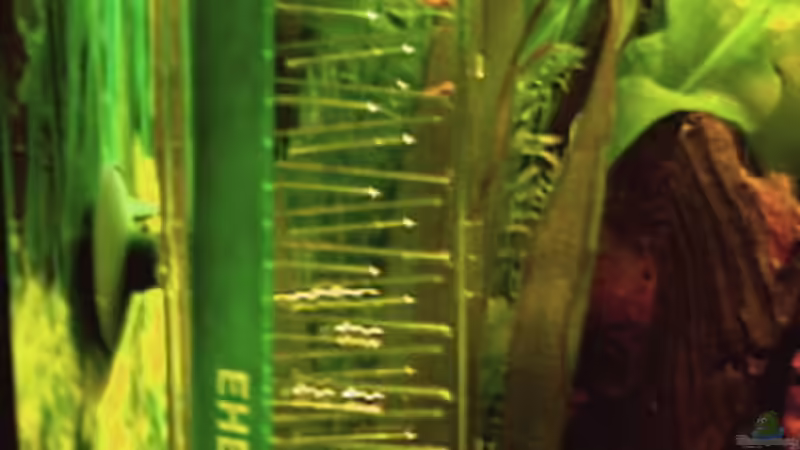 Dennerle Flipper von Sabine Hoffmann (15)