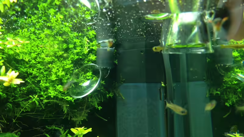 DENNERLE Lily-Pipe von Walde (82)