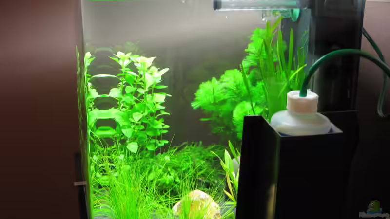 Dennerle Nano Cube 30l Seitenansicht von Jens Nessenius (2)