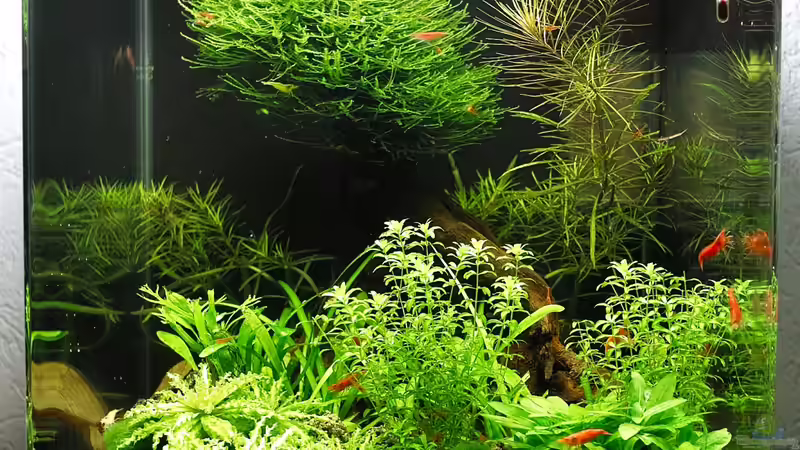 Dennerle Nano Cube Complete Plus 30L von Andre Lang