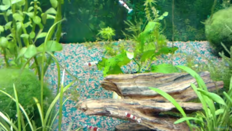 DENNERLE-Nano Decor-Crusta Root von manala (8)