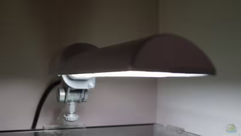 Dennerle Nano Light von Raphi (13)