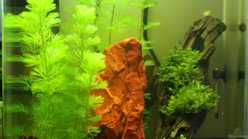 Dennerle NanoCube 20 von Thorsten (1)