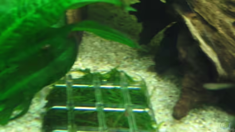 Dennerle Pflanzkissen - Javamoos von Melanie Dreier (12)